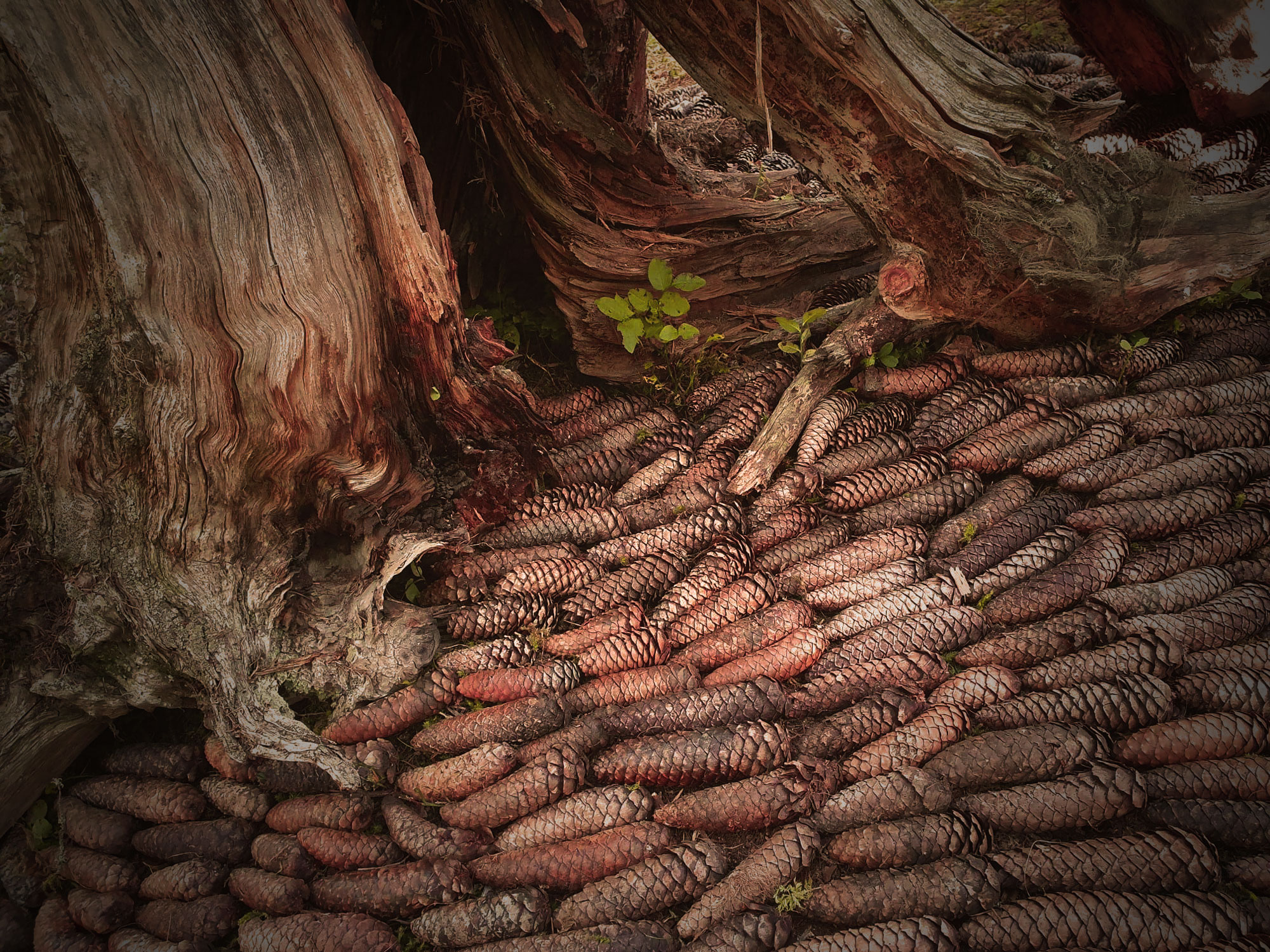 Stage de Landart